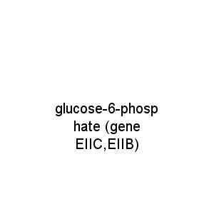 glucose-6-phosphate (gene EIIC,EIIB)